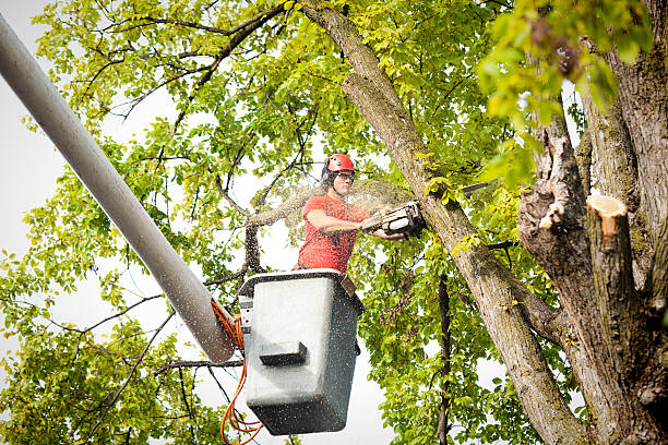 Best Commercial Tree Services  in Pawnee, IL